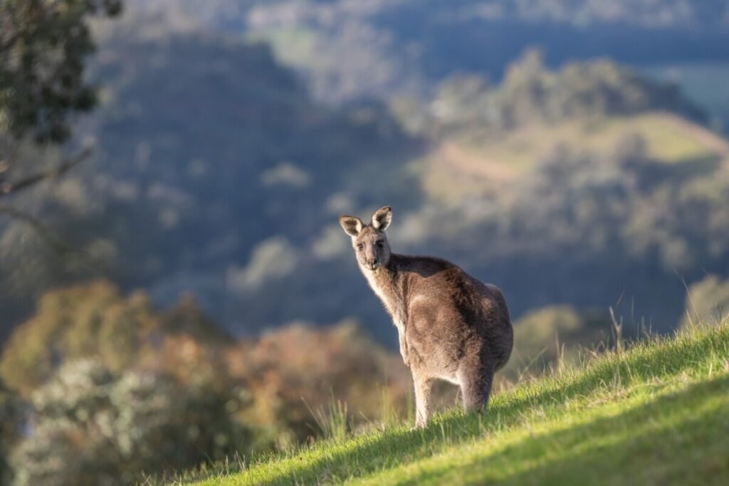 Australia