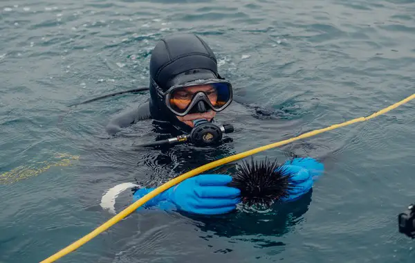 Sea urchin