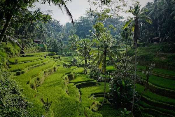 A rice terrace in Bali, Indonesia