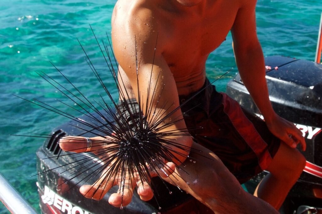 Step on sea urchin guide: A sea urchin on a mans hand