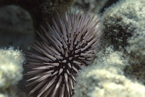 Step on sea urchin guide: A sea urchin underwater