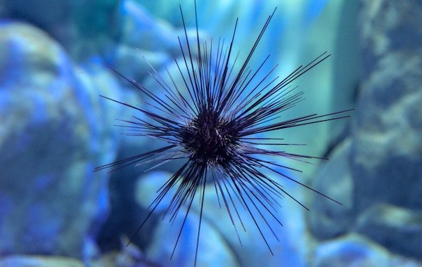 A sea urchin in water