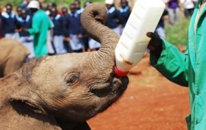 Volunteering - An orphan elephant drinking milk