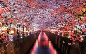 cherry blossoms in Japan over a river