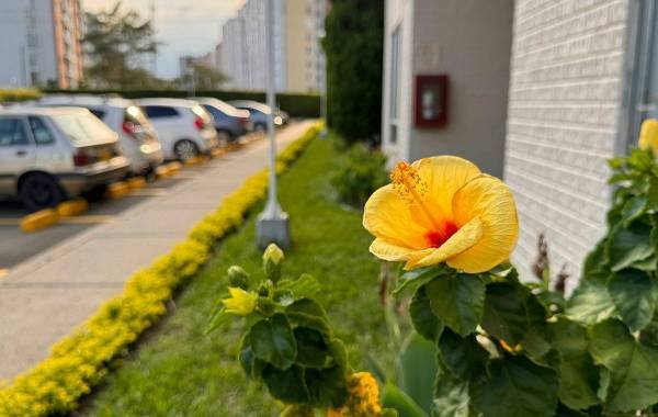 Vibrant yellow hibiscus flower in the foreground with a residential area of Cali, Colombia in the background, featuring parked cars and green landscaping.