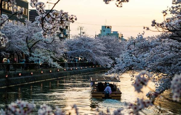 Cherry blossoms along the river in Kyoto with people enjoying the view from a boat going down the river 