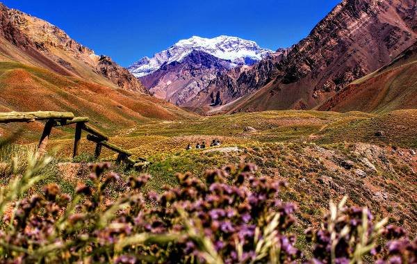 Scenic view of the Andes mountains in Mendoza, Argentina, featuring vibrant wildflowers and snow-capped peaks.