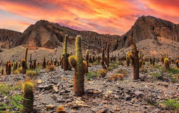 Cacti in the colorful rocky landscape of Salta, Argentina during sunset.