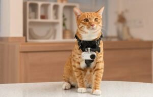 Orange tabby cat wearing a Insta360 3S on a harness in a modern kitchen.