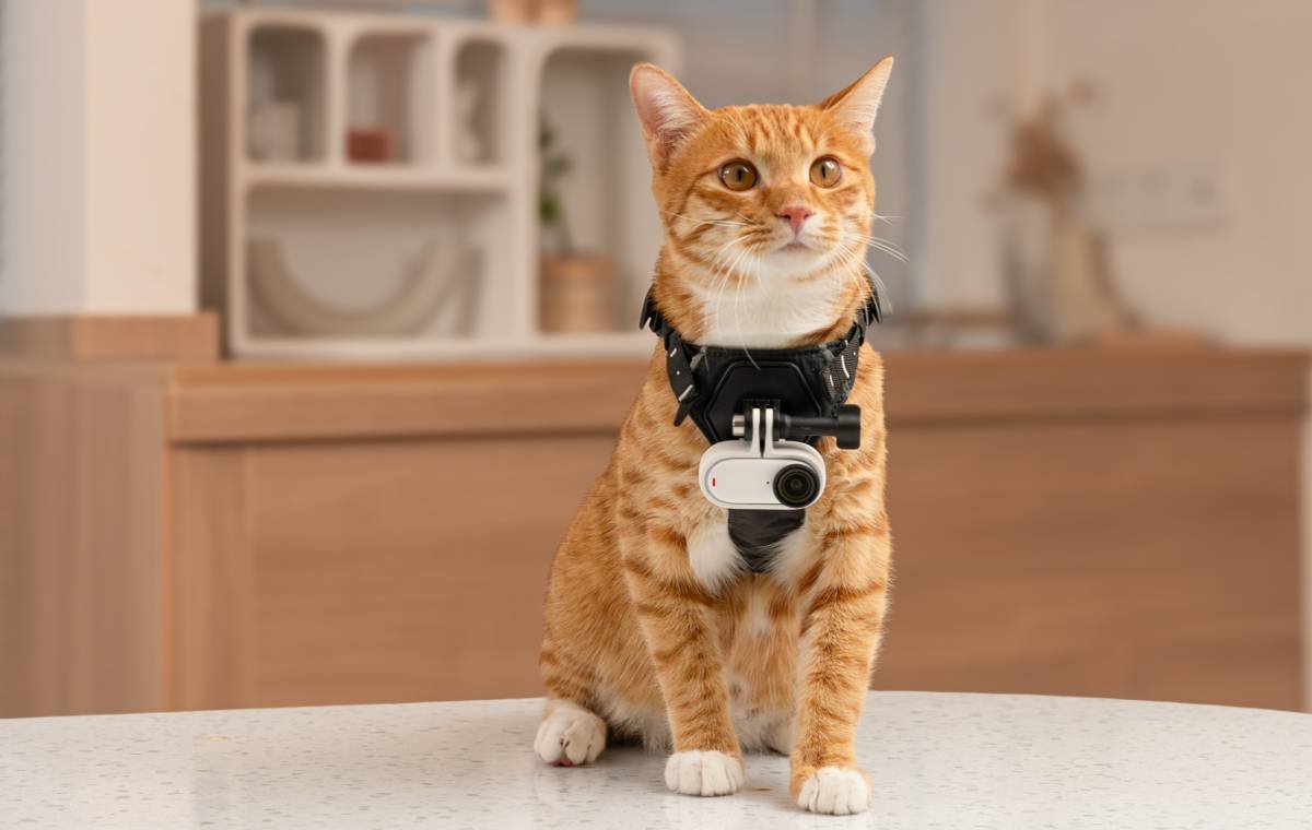 Orange cat wearing an Insta360 GO 3 camera harness on a kitchen counter.