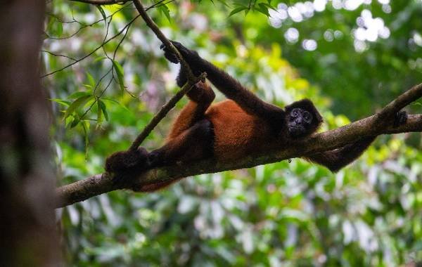 A monkey hanging from a tree branch in the jungles of Costa Rica