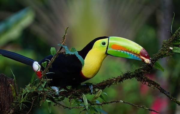 A black, yellow, and colorful beaked Tucan perching on a branch in the jungles of Costa Rica