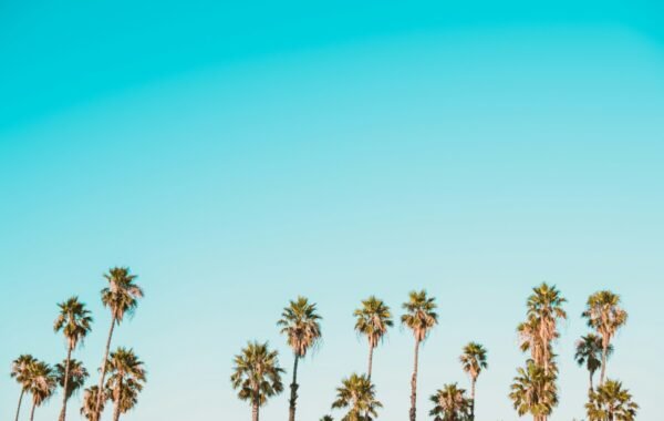 Vibrant summer scene featuring tall palm trees against a bright blue sky, evoking a tropical atmosphere and seasonal relaxation