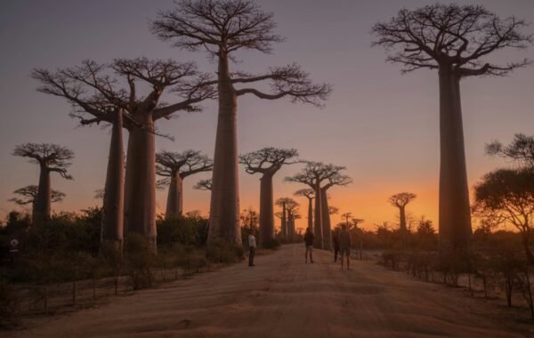 Baobab trees lining a dirt road at sunset in Madagascar, with silhouettes of people walking among the trees, showcasing the island's unique landscape and natural beauty
