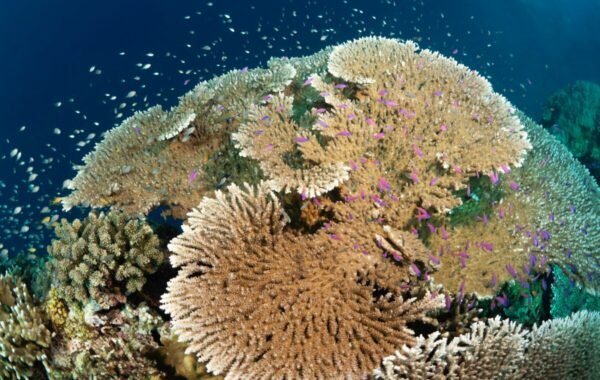 Vibrant coral reef teeming with small fish and colorful marine life in the Philippines, showcasing diverse coral formations and underwater biodiversity