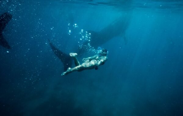 A swimmer explores the vibrant underwater landscape of the Philippines, surrounded by majestic whale sharks and bubbles in crystal-clear blue water
