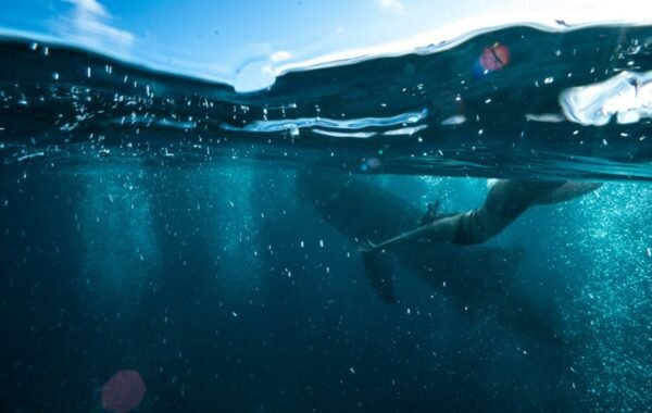 A swimmer interacts with a large whale shark beneath the crystal-clear waters of the Philippines, capturing the vibrant underwater environment and marine life