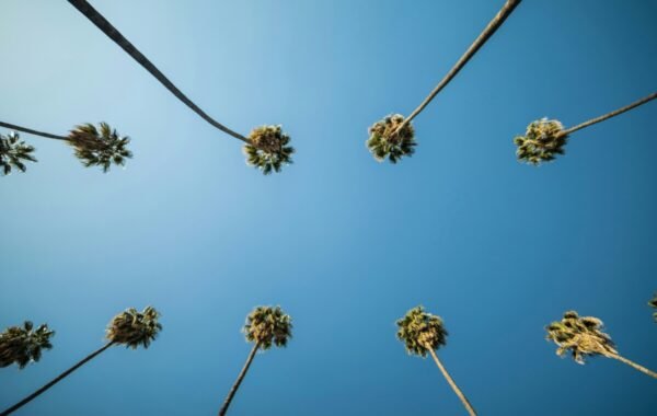 View of tall palm trees against a clear blue sky, capturing the essence of summer vibes