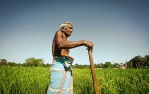 Elderly man standing in a lush green rice field in Sri Lanka, holding a wooden stick and dressed in traditional attire