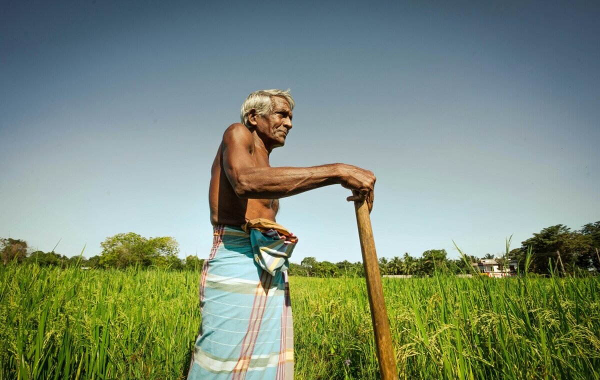 Elderly farmer standing in lush green rice field in Sri Lanka, holding a wooden stick, with clear blue sky and distant trees in the background
