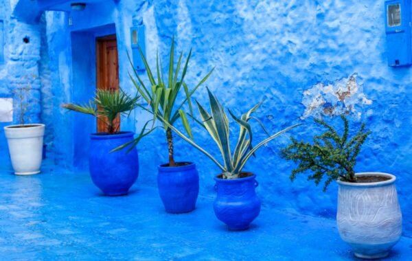 Vibrant blue walls of Chefchaouen, Morocco, adorned with colorful potted plants, showcasing the town's iconic aesthetic and charming atmosphere