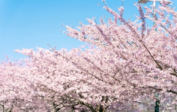 Blossoming cherry trees with vibrant pink flowers under a clear blue sky in Canada, showcasing the beauty of spring