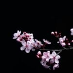 The Best Places to See Cherry Blossoms Around the World in 2025 With Peak Times