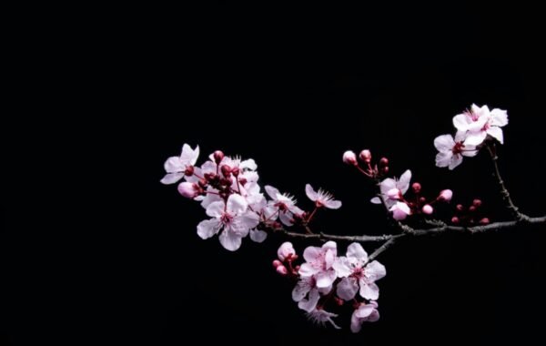 Delicate cherry blossoms with pink petals and budding flowers on a dark background, showcasing the beauty of spring