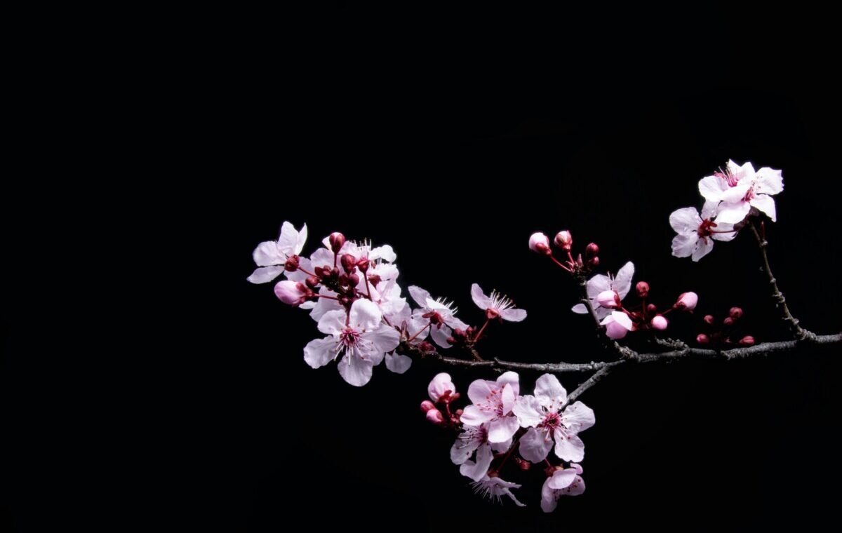 Delicate cherry blossoms with soft pink petals and budding flowers on a dark background, showcasing the beauty of springtime blooms
