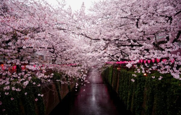 Beautiful cherry blossoms in full bloom arching over a tranquil canal in Tokyo, creating a picturesque scenery filled with delicate pink flowers and festive lanterns