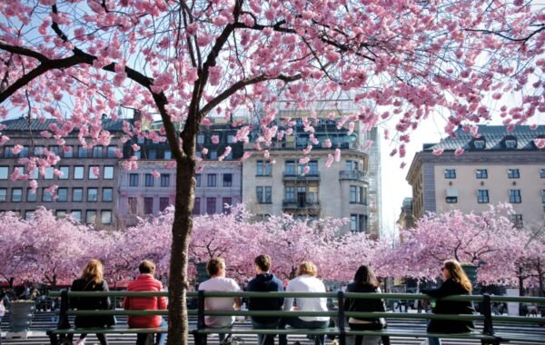 A tranquil scene of cherry blossoms in Sweden, featuring vibrant pink flowers lining a park as people sit on a bench enjoying the view of the blooming trees and surrounding architecture