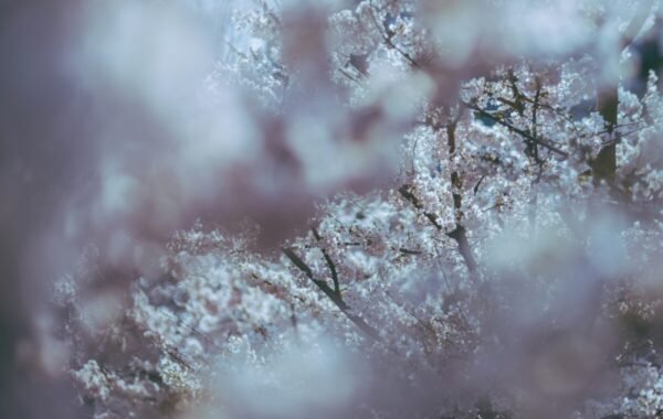 Blooming cherry blossoms in Canada create a stunning display of delicate white and pink flowers, softly blurred against a serene backdrop of spring