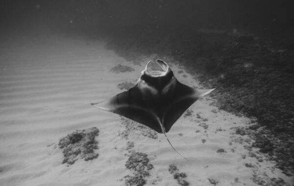 A graceful manta ray gliding through the sandy seabed of Hawaii, captured in black and white