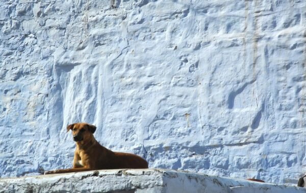 A relaxed dog lounging on a white ledge against a vibrant blue wall in Jodhpur, India, showcasing the city's iconic architecture and colorful surroundings
