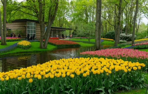 Vibrant tulip displays in various colors, including yellow and pink, surround a tranquil pond at Keukenhof Gardens in the Netherlands, showcasing the beauty of springtime in this famous horticultural park