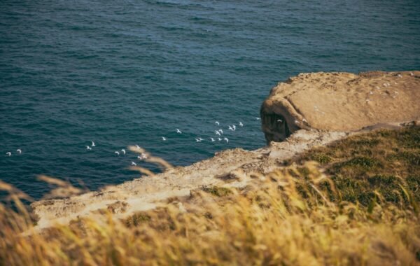 Coastal landscape of New Zealand featuring a rocky cliff overlooking the ocean, with a flock of seabirds flying over the water and golden grass in the foreground
