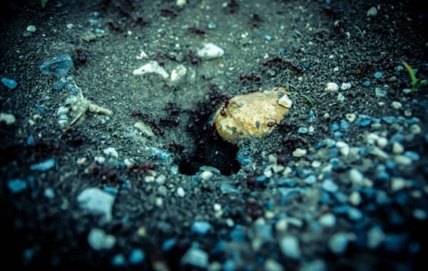 Close-up of a sandy surface with a hole surrounded by small stones and numerous ants, showcasing their busy activity in a natural setting