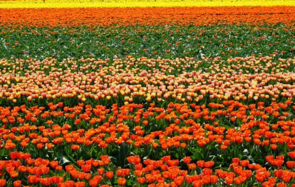 Vibrant tulip fields in the Netherlands showcase a stunning array of orange, pink, and yellow blooms, creating a picturesque landscape during springtime