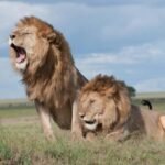 Ultimate Serengeti Safari Guide - Best Tours for Wildlife Spotting