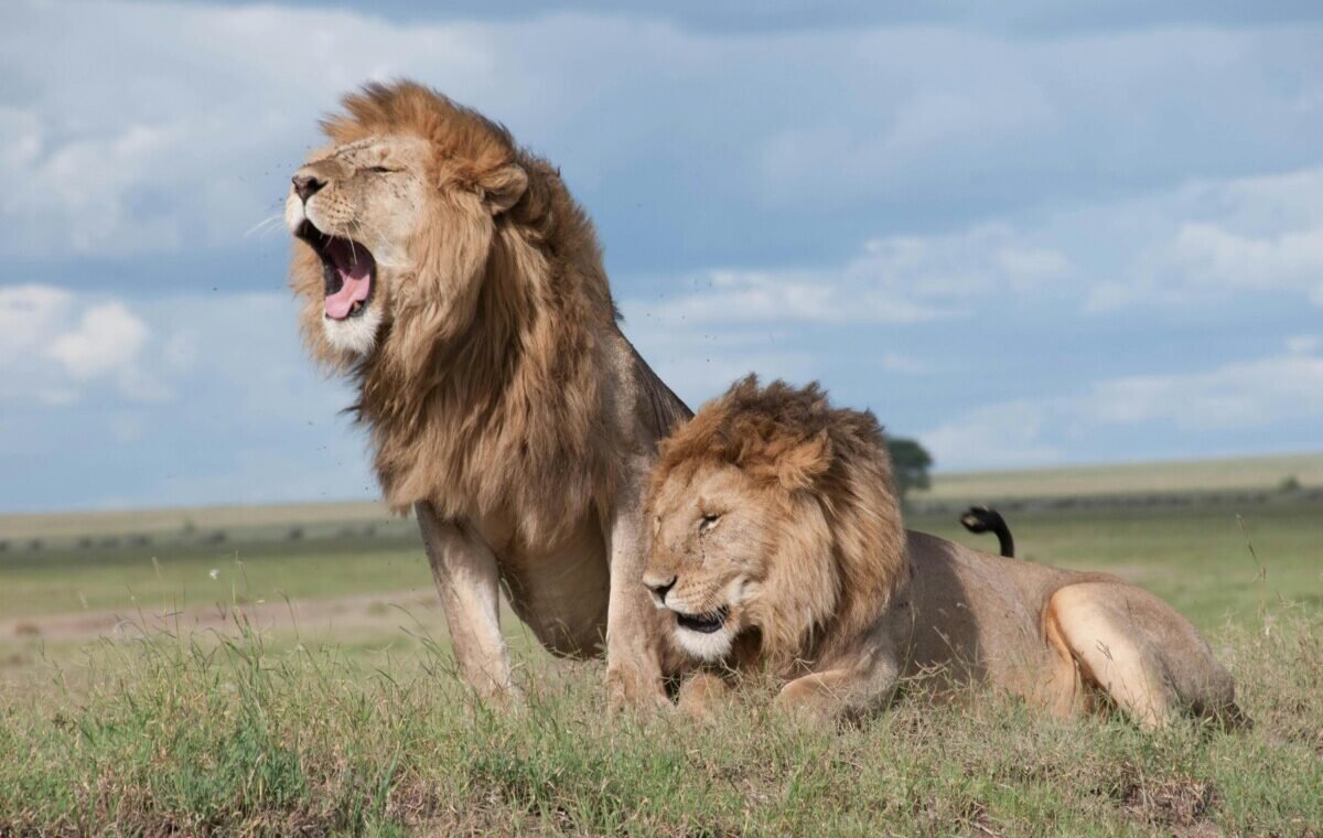 Two male lions are in a grassy field, one yawning widely and the other resting, on a tanzania safari serengeti