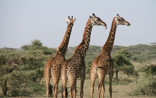Three giraffes stand in a grassy savanna with trees in the background, a scene from a tanzania safari serengeti