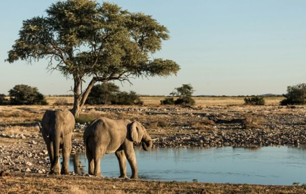 Two elephants drink from a waterhole under a large acacia tree on a tanzania safari serengeti